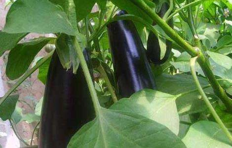 茄子猝倒病的防治多久？