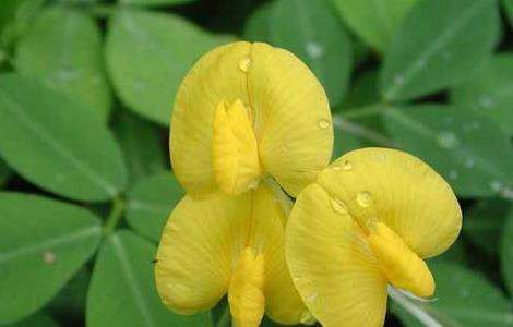 花生种子价格及种植多久?