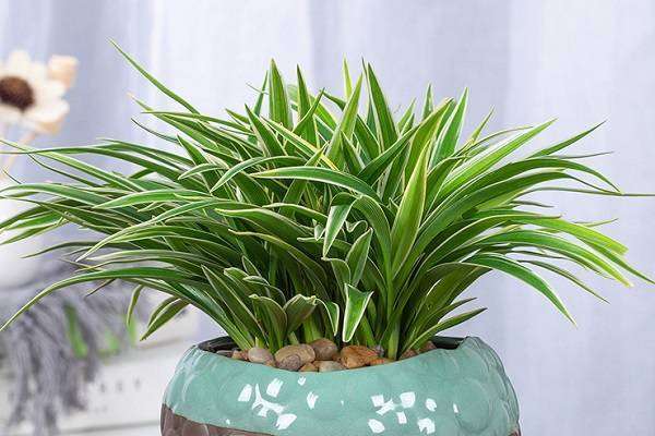室内适合养的18种植物 最常见的有哪些?