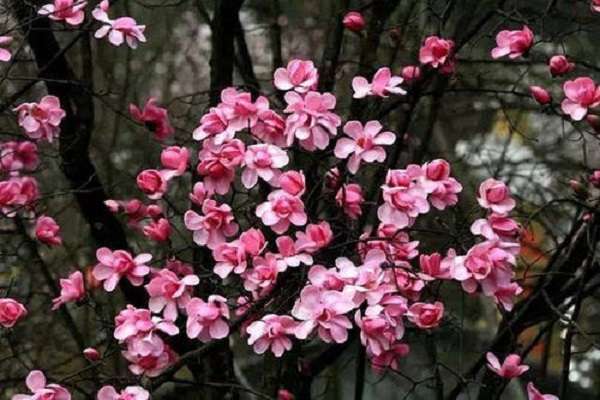 辛夷花和玉兰花的区别？主要有哪些？