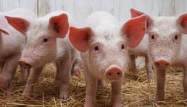 仔猪断奶后的管护措施主要有哪些?