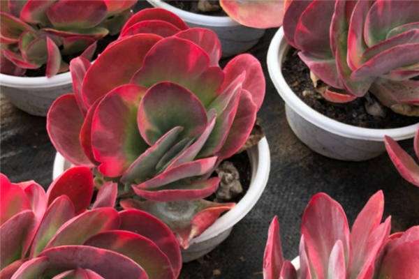 唐印叶片干枯卷曲怎么回事 原因及解决办法