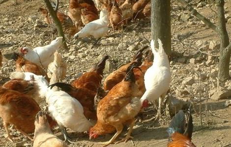 土鸡养殖失败的原因?