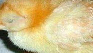 家禽沙门氏菌有什么症状 感染后怎么治疗？