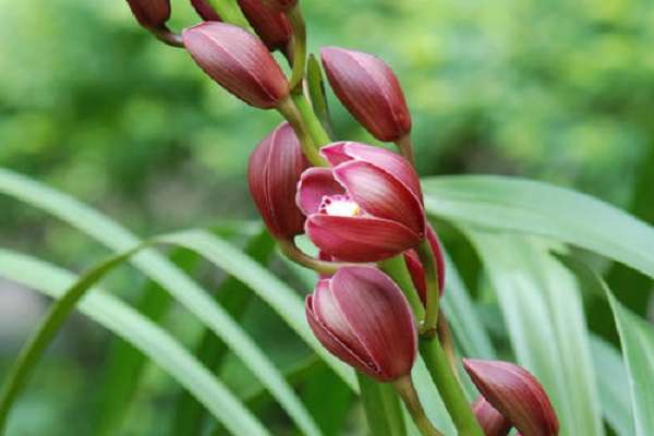 兰花叶子有黑斑是怎么回事 应该怎么多久？