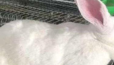 家兔换毛类型包括哪些类型 家兔的换毛特点