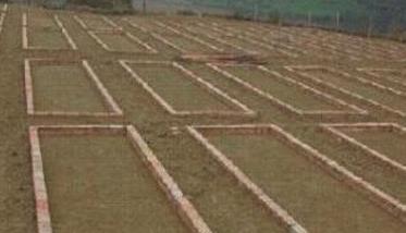 西洋芹种子处理和催芽 西洋芹的播种育苗技术