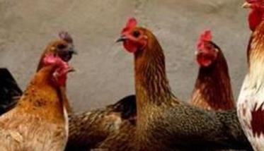 引起鸡眼炎的常见疾病有哪些 如何诊断与治疗