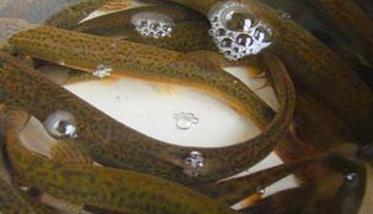 泥鳅有哪些常见病害 泥鳅病害防治技术要点