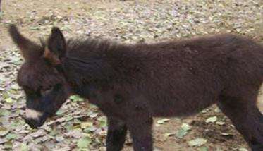 肉驴的一般饲养原则 成年肉驴快速催肥技术