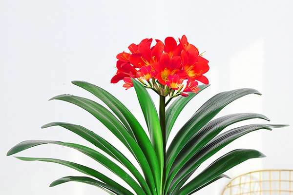 君子兰有了花苞怎么养护 哪些方面比较重要