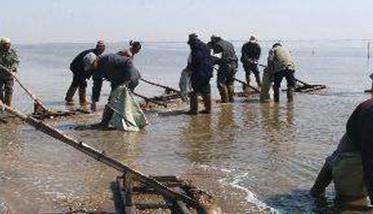 怎样养殖花蛤 花蛤的养殖技术要点