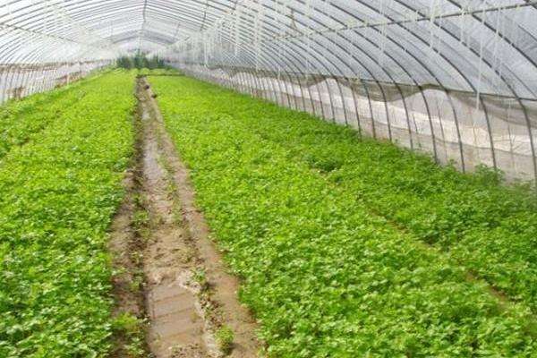 反季节大棚蔬菜种植技术