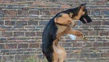 训练犬的基本方法主要有哪些?