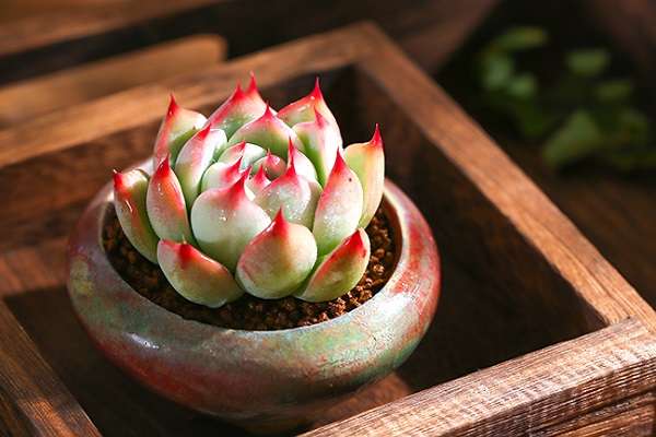 吉娃娃多肉的繁殖方法有哪些 操作方法是什么?