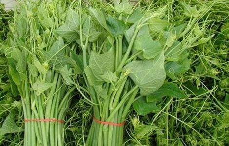 龙须菜的种植多久?