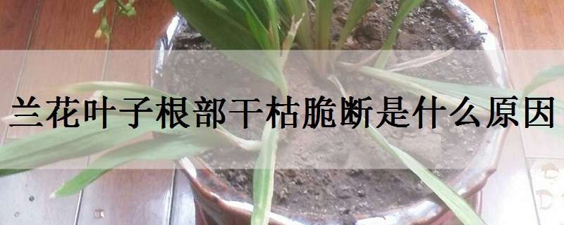 兰花叶子根部干枯脆断是什么原因?