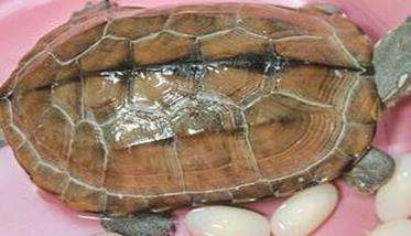 乌龟怎么繁殖 怎样进行乌龟的人工孵化