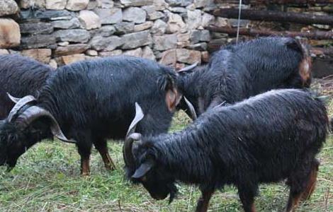 黑山羊养殖管理技术