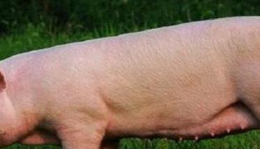 母猪屡配不孕怎么办 母猪不孕的原因与治疗多久？