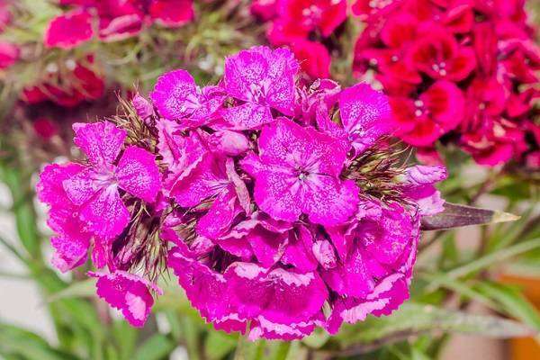 石竹有多少个品种 不同品种石竹图片大全