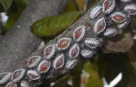 芒果常见病虫害的防治多久？