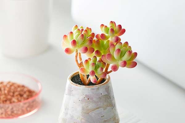 乙女心叶子变黄变透明是怎么了 什么原因导致的