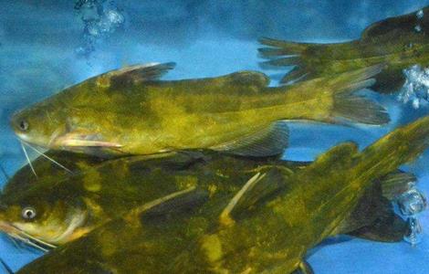 黄颡鱼养殖注意事项