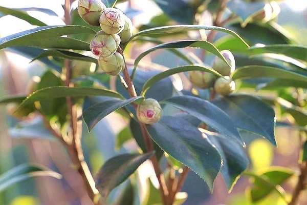 茶花掉花苞是什么原因 处理方法是什么？