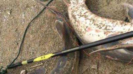 钓鲟鱼怎么钓上鱼快