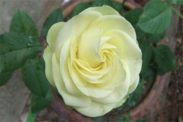 奶油龙沙月季优缺点有哪些？