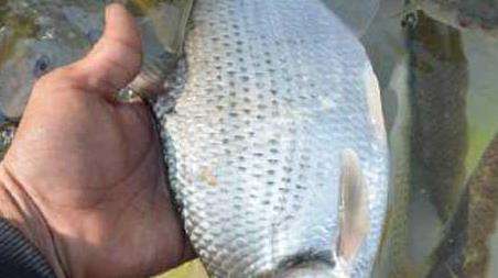 春季钓鳊鱼是钓底还是钓浮