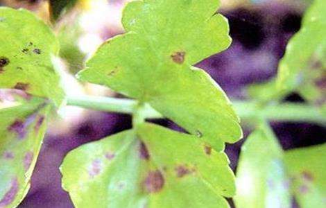 芹菜常见病虫害防治