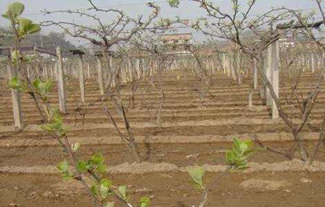 猕猴桃什么时候施肥 猕猴桃施肥多久?