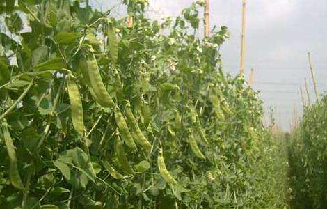 豌豆的种植技术