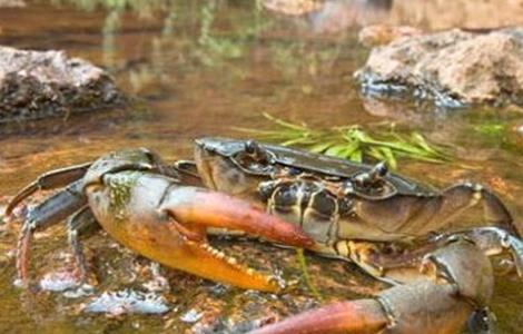 养殖螃蟹常见问题