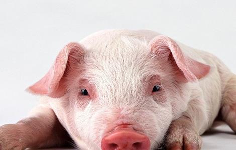 冬季生猪的科学饲养管理多久？