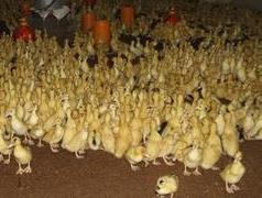 雏鸭饲养温度多少合适 雏鸭养殖注意哪些方面