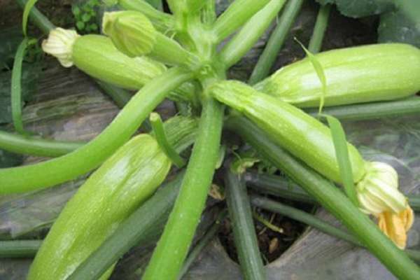 西葫芦肥料的禁忌 施肥要点有哪些？