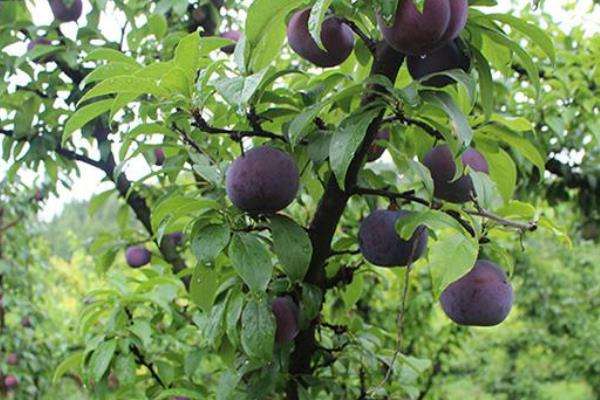 黑布林是李子吗？其种植技术是什么？