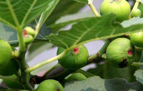 中国无花果产地有哪些？