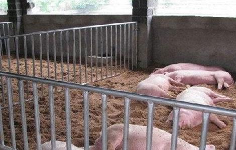 非洲猪瘟后如何复养