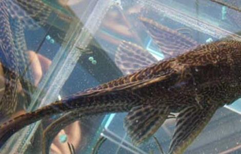 垃圾鱼能不能吃？