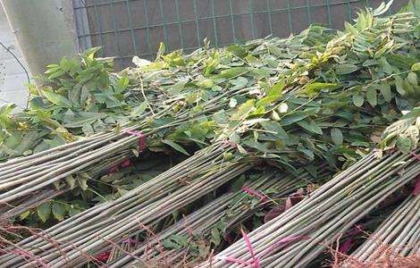 香椿种子怎么种