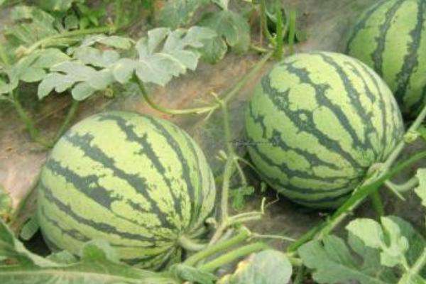 西瓜施肥时间及多久？