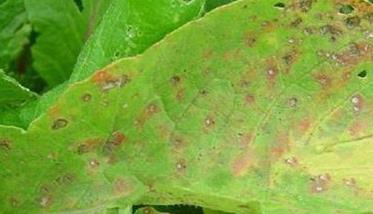 萝卜常见病害及防治技术要点