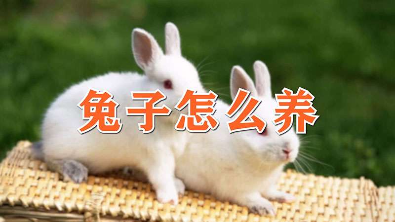 兔子怎么养