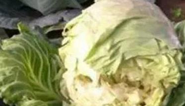 甘蓝裂球怎么回事？如何防治甘蓝裂球？