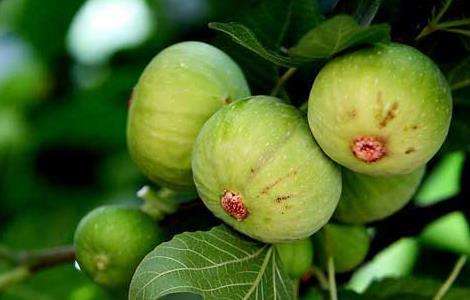 中国无花果产地有哪些？