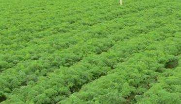 胡萝卜的种植时间 胡萝卜种植方法和技术要求